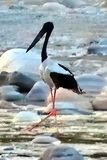Black-Necked Stork Ephippiorhynchus asiaticus On River At Sunrise