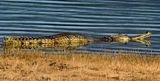 Smile Of The Crocodile