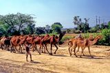 Camels On The Agra Highway On Construction 