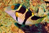 Black-Saddled Toby, Canthigaster valentini