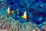 Two Clarks Anemonefish Protecting the Babies