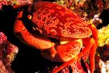 Convex Crab, Closer