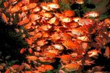 Soldierfish In Cave