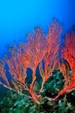 Red Gorgonia