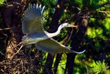 Gray Heron Take Off