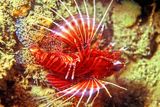 Lion Fish, Pterois Radiata