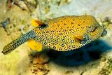 Shortnose Boxfish, Rhynchostracion nasus