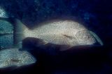 Umbrina ronchus, Fusca Drum