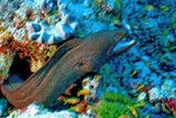 Whitemouth Moray Eel, Gymnothorax meleagris