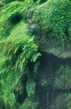 Avencas In Waterfall 