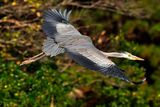 Grey Heron Forest Flight 