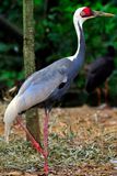 Japanese Imperial Crane