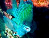 Indo-Pacific Sergeant, Abudefduf vaigiensis, Frontal, Guarding the Eggs