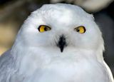 Snow Owls Eyes