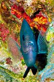 Black Damselfish