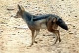  Side-striped Jackal, (Lupulella adusta) 