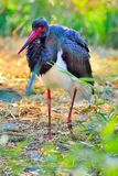 Black Stork in Winter