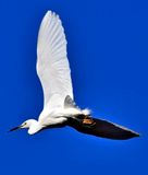 Egret In Flight 