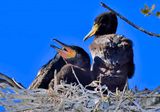 Japanese Cormorant Babies, Waiting For Food, On Nest