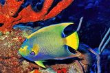 Queen Angelfish,  Among Sponges 