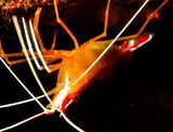 Cleaning Shrimp Lysmata,  in Cave