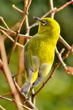 Mejiro Eating New Flower Buds