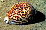 LeopardCowry