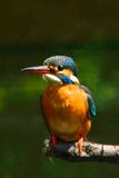 Kingfisher, Prowling...