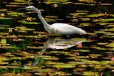 Big White Heron Hunting 