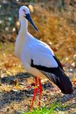 Oriental Stork