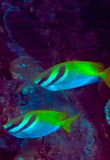 Couple Barhead Spinefoot Rabitfish 