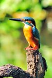 Kingfisher, Standing
