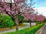 Pink Sakuras Avenue