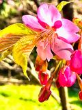 Pink Sakura Detail