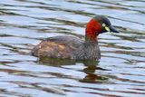 Litle Grebre, Tachybaptus ruficollis poggei ,