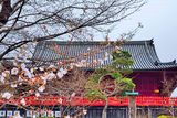 Sakuras Beginning 