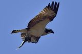 Eagle, With Fish,  in Claws