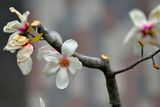 Magnolias From My Balcony