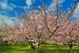 Sakuras Garden