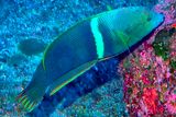 Labridea           