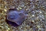 Small Ray at Bay From Top
