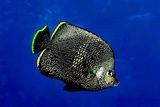 Wrought Iron Butterflyfish Midwater