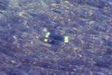 IPhone Underwater