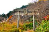 Torii In Autumn