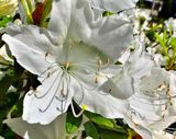 White Flowers, All Around The House