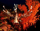 Lionfish, Pterois volitans, in Front of Red Gorgonean 