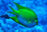 Golden Damselfish, Blue Water