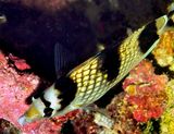 Asian Butterflyfish, Chaetodon argentatus, From Above