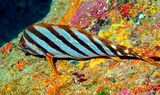 Spottedtail Morwong Cheilodactylus zonatus, Resting