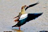 Egyptian Duck Flapping Wings